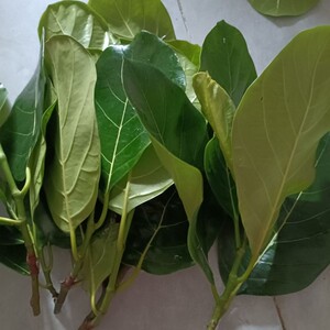 新鲜菠萝蜜叶子 树菠萝叶片 木菠萝蜜叶子 500克