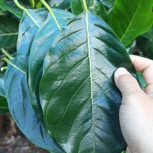 新鲜菠萝叶 木菠萝蜜叶 木菠萝叶叶子 喂虫子 籺 艾饼年糕垫叶