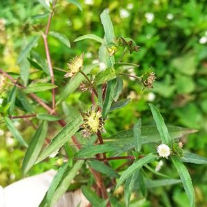 野生新鲜墨旱莲乌田草旱莲草莲子草墨水草乌心草鳢肠金陵草旱莲子