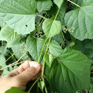 野葡萄藤 新鲜蛇白蔹假葡萄野山葡萄 中草药见毒消藤叶现采鲜藤叶