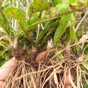 正宗野生红花地胆草 地胆头 坐地娘丁茄夫新鲜现釆整棵全草