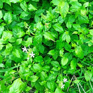 白花丹 野生白雪花 乌面马一见消新鲜百花丹枝叶500克现摘