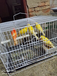 活体玉鸟黄玉鸟金丝雀芙蓉鸟白玉鸟观赏鸟黄玉母鸟一只包活包邮