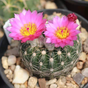 仙人球南国玉属眩美玉开花不扎手实生阳台绿植迷你植物