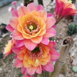 深山老方仙人球毛花柱金纽时光带根复色开大花庭院种植