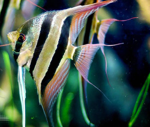 进口热带观赏鱼伊莎贝尔红背埃及神仙鱼鱼鳍展示度惊艳