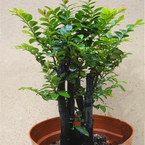 87多潮百货商贸一部淘宝小叶紫檀盆景树苗绿檀树桩室v内阳紫花卉台