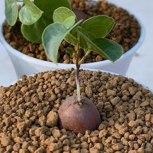 仙人球南非墨西哥龟甲龙进口稀有块根爬藤大戟科多肉植物包邮