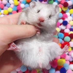 家养长毛纯银金丝熊活物活体疫苗稀有仓鼠纯银熊包邮卷毛波利