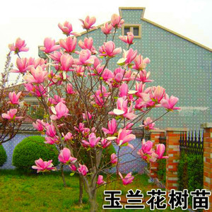 玉兰花树苗别墅庭院绿化植物盆栽四季花卉风景紫玉兰娇红一号树苗