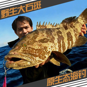 【三亚鱼王】野生石斑鱼 深海野生鲜活海鱼1000g 冰鲜石斑鱼包邮