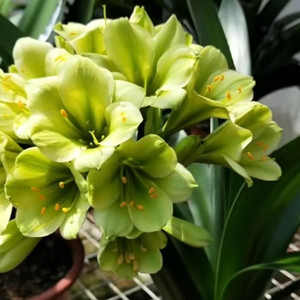 平尾绿花君子兰室内盆栽绿植花卉吸甲醛防辐射净化空气办公桌包邮