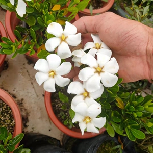 匙叶栀子花潮州凤凰山圆叶单瓣花结果名贵稀有品种