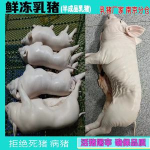 活乳猪