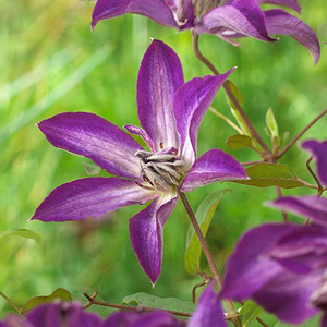 铁线莲雅特新星