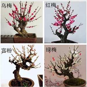 梅花绿梅.乌