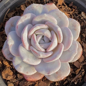 多肉植物粉雪莲一物一拍