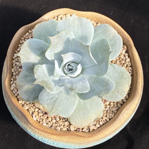 仙女杯普芙雾冷塔宽叶老桩大型一物一拍精品多肉植物尚栽花店优选