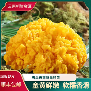 【黄金菌美】黄金菌美品牌,价格 - 阿里巴巴