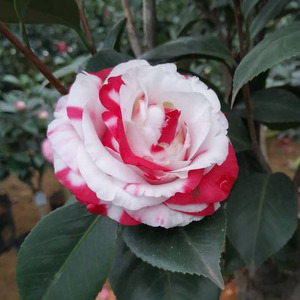吉普赛女郎茶花
