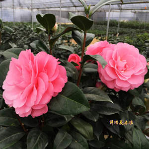 000人付款淘宝塔佛 福建龙岩永福山茶花包邮进口茶花品种盆栽阳台花卉