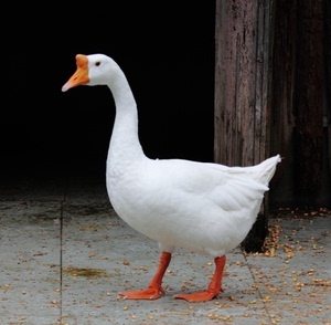 苏北农家散养新鲜鹅1只农村草鹅土鹅青年鹅活鹅现杀大白鹅