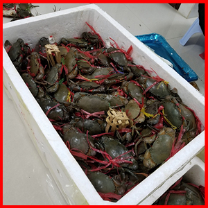 缅甸孟加拉青蟹(2斤装8-10只公蟹)肉蟹煲鲜活野生小螃蟹海蟹铁蟹