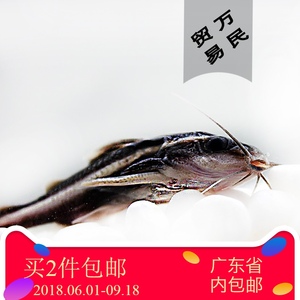 笑猫鱼观赏鱼活体进口笑脸猫鲶招财猫底栖淡水工具鱼清道夫5-6cm
