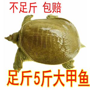 5斤 足斤 青黄色外塘公甲鱼活体鲜活食用水鱼团鱼王八中华鳖水库