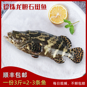 深海龙胆龙趸石斑鱼鲜活冷冻大珍珠龙胆海鲜新鲜海捕水产一份3斤