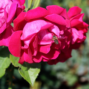 云南食用新鲜玫瑰玉溪滇红重瓣玫瑰新鲜玫瑰花瓣2斤中通航空包邮