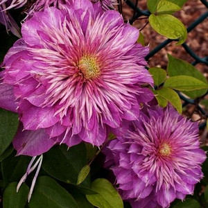 金昌园艺 针瓣皇帝针皇铁线莲爬藤藤本 庭院 阳台 盆栽 地栽 花卉