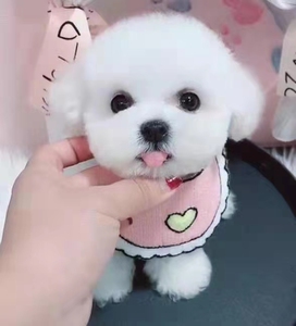 纯种白色比熊幼犬活体长不大茶杯犬飞耳比熊犬卷毛小型宠物狗家养