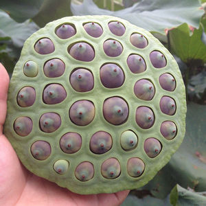 新鲜老莲蓬 4斤装 熟食粉糯 现摘现发 酱褐色成熟莲子蓬 带莲房发