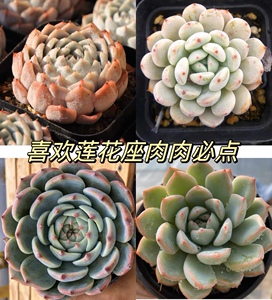 血爪多肉植物莲花座雪莲吉娃娃荷花雨燕座新手好养肉全店满38包邮