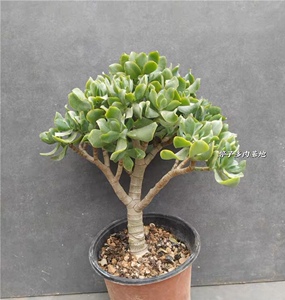海带花月知更鸟多肉植物姬花月玉树花月老桩群生大颗清棚特价