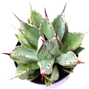 龙舌兰植物贝壳龙