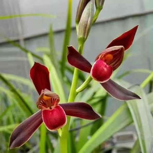 紫宸1000元/苗 墨兰年宵花卉 兰花苗春节开花客厅阳台美观盆栽