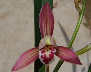 红香妃 8元/苗 2苗包邮出售 兰花建兰四季兰 室内花卉绿色盆栽