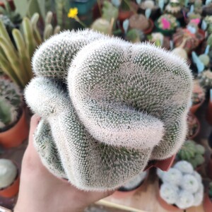 希望丸缀化 稀有仙人球大颗好养多肉植物盆栽创奇花卉