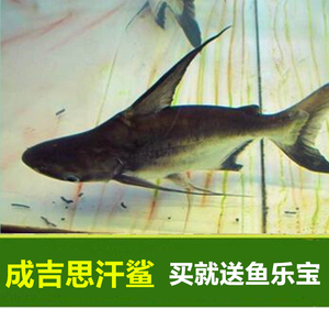 成吉思汗鲨热带鱼观赏鱼 大白鲨虎头鲨中大型鱼凶猛鱼活体包活