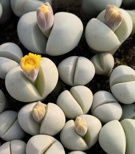 肉肉植物 多肉包邮 春桃玉白色 番杏 生石花 2年株绿植园艺小盆栽