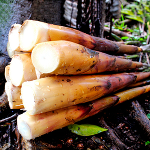 四川野生苦笋现货包邮乐山新鲜苦竹笋嫩笋宜宾小春笋现挖带壳现发