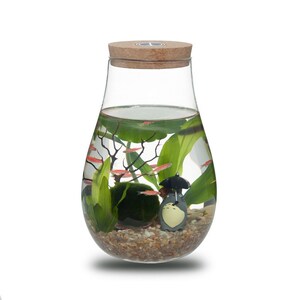生态瓶鱼虾螺