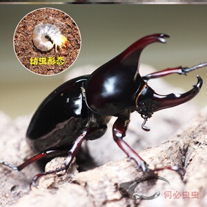 黑金刚姬兜幼虫甲虫活体l1-l3大兜虫锹甲花金龟2021热门个性宠物