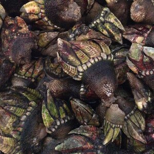 3斤新鲜海捕小佛手螺 狗爪螺龟脚笔架螺鹅颈藤壶海鲜贝z类水产顺