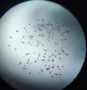 百合花粉萌发装片 高教用生物玻片 大学用