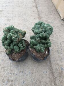 仙人山虎头罗汉山影拳 仙人掌类沙生多肉植物 虎头山影 盆栽花卉