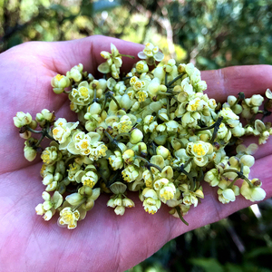 寿宁特产木姜子野生山鸡椒山香椒山苍子花茶臭籽花50g荜澄茄苍树
