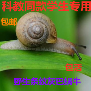 蜗牛活体学生科普上科学课宠物蜗牛幼儿园观察课作业野生小蜗牛